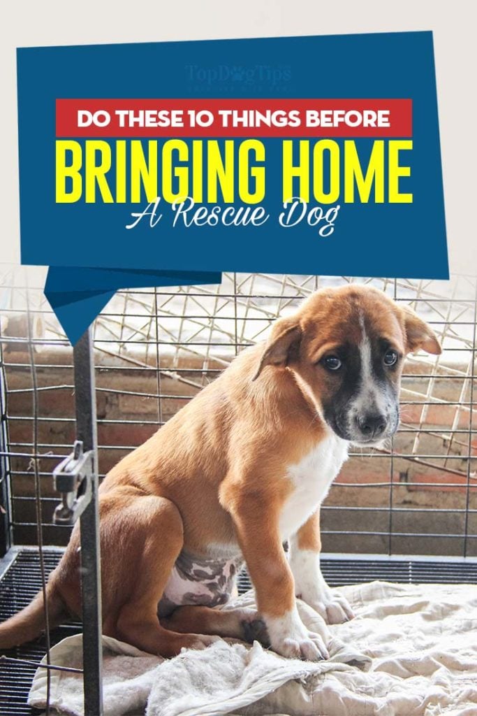 10 Things You Have to Do Before Bringing Home A Rescue Dog