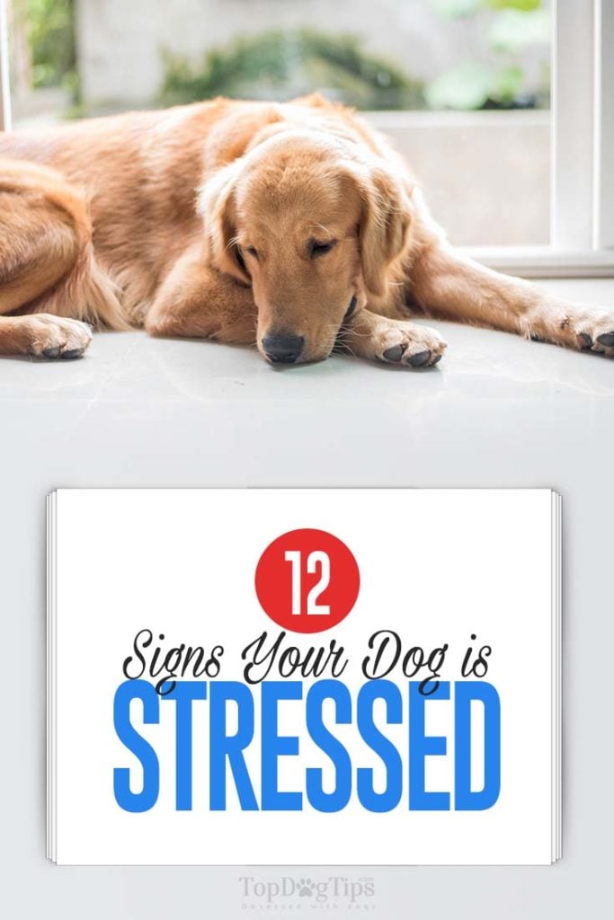 12 Common Signs Your Dog Is Stressed