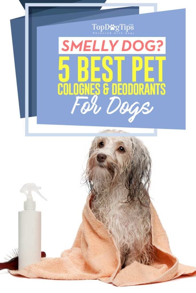 5 Best Dog Cologne Brands