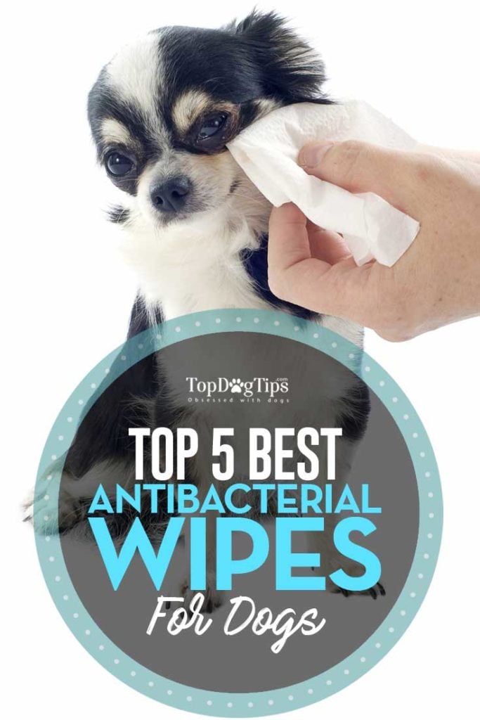 5 Top Rated Best Antiseptic Wipes for Dogs to Treat Fungal Bacterial Infections