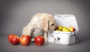 9 Superfoods for Dogs They Should Eat According to Science