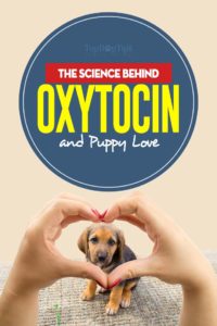 All The Science Behind Oxytocin and Puppy Love