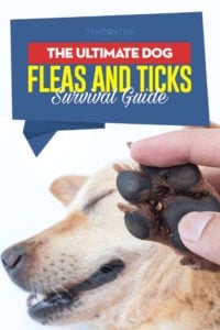 An Ultimate Dog Fleas and Ticks Survival Guide