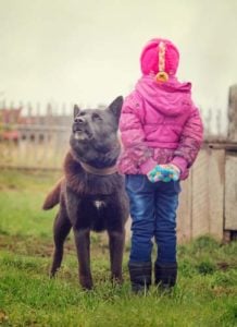 Angry dog stares at a fearless child