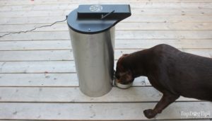 Best Automatic Dog Feeders