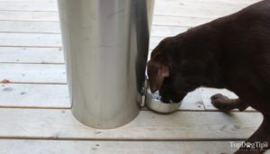 Best Automatic Dog Feeders