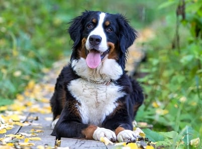 Black, brown, and white Bernese Mountain Dog sitting