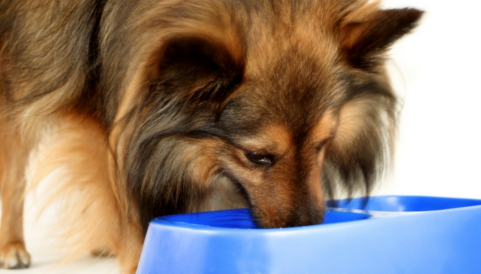 Shetland sheepdog eating/ drinking from a blue bowl