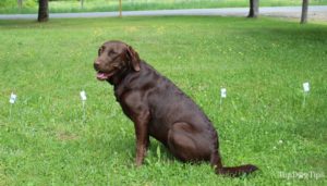 The Use of Best Wireless Dog Fence