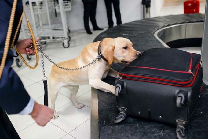 Bomb-Sniffing Dogs Just Became Even Better Through Vapor Analysis