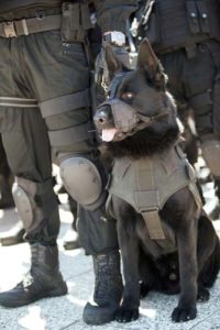 Bomb sniffing police dog on duty