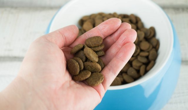 Choosing A Good Dog Food