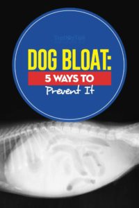 Dog Bloat Tips