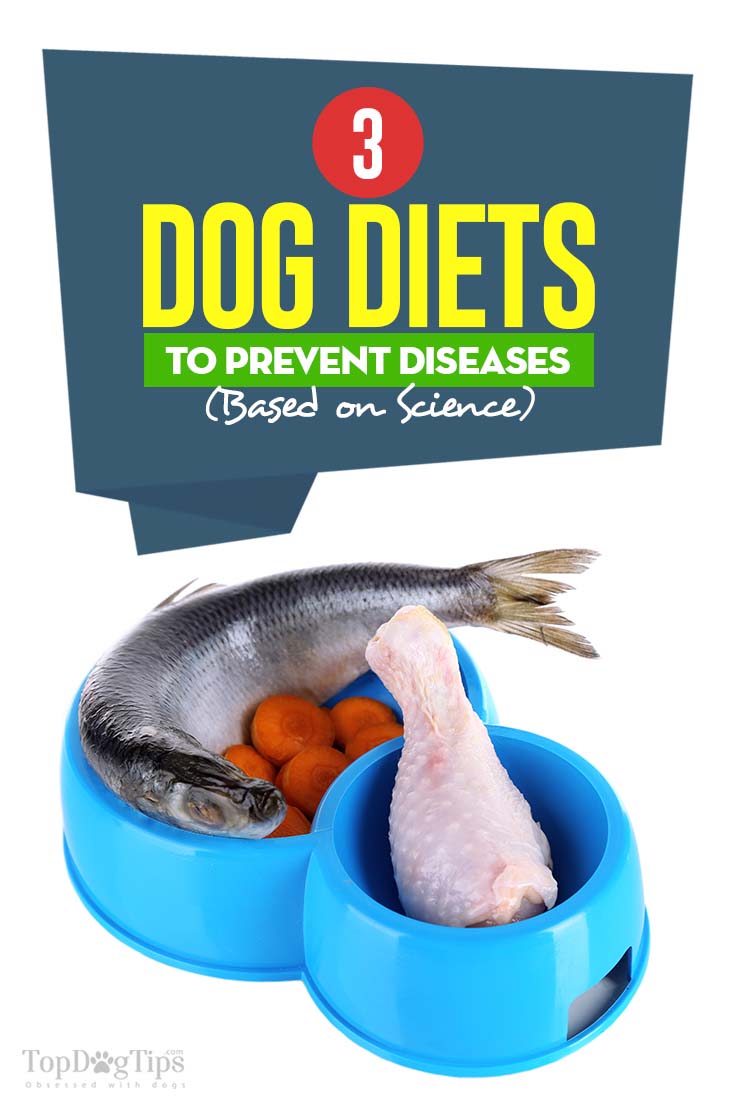 Dog Food Diets to Prevent Diseases