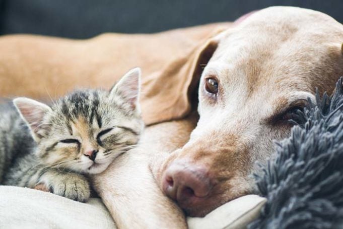 Dog Owners vs Cat Owners - Study Reveals Who's Willing to Spend More to Save Their Pet's Life