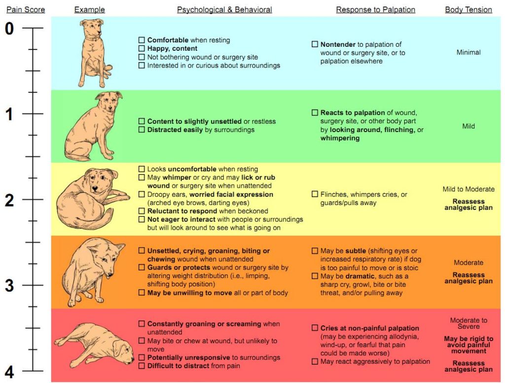 Dog behavior when in pain