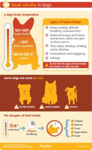 Dog body temperature