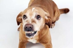 Dog fear aggression and kids safety