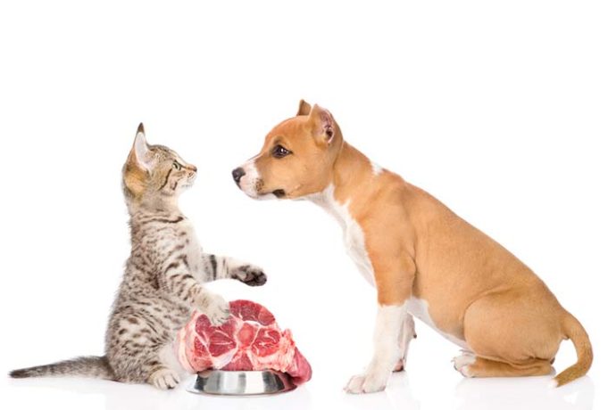 Dogs Environmental Impact of Meat Consumption and What You Can Do