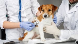 Prevention of Enlarged Heart in Dogs