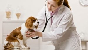 Veterinary treatment for enlarged heart in dogs