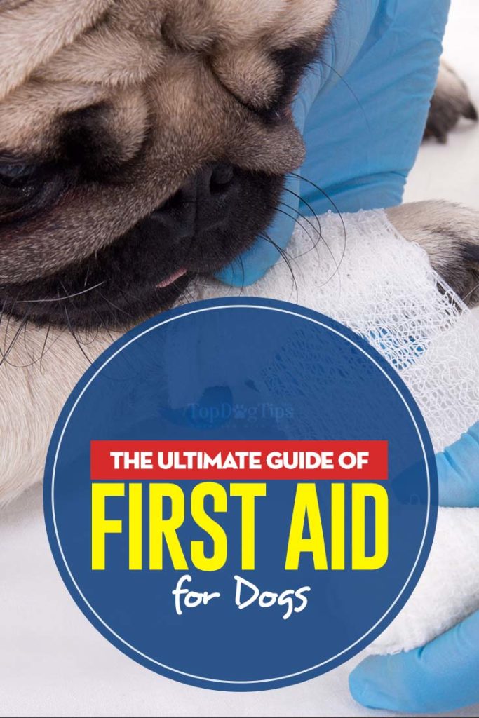 Guide to First Aid for Dogs