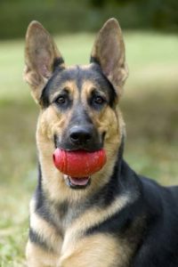 Healthy german shepherd