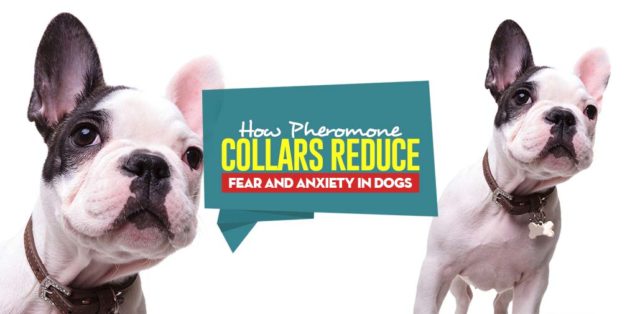 How Do Pheromone Collars Reduce Fear and Anxiety in Dogs