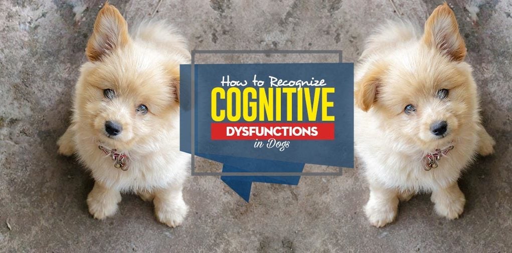 How Do You Recognize Cognitive Dysfunctions in Dogs and What You Can Do to Help Them