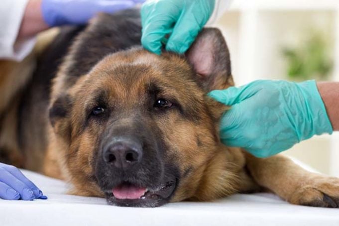 How Selective Breeding in German Shepherds Leads to Bad Health