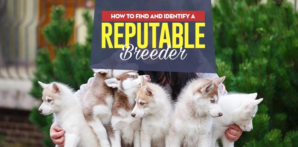 How to Find a Reputable Dog Breeder Locally