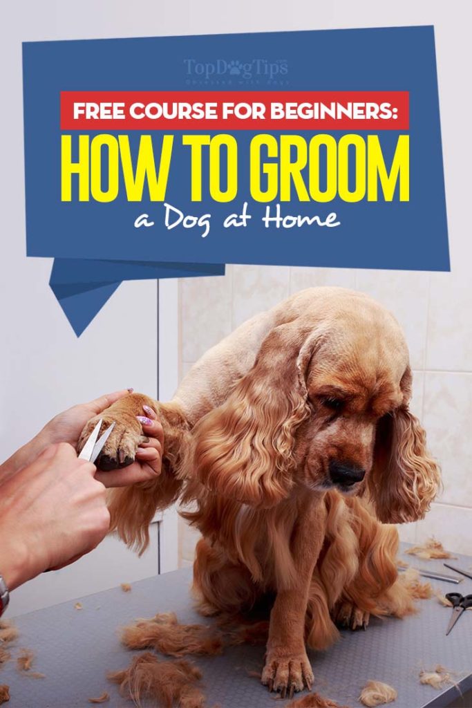 How to Groom a Dog 101 - FREE course for beginners