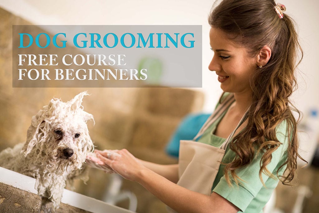 How to Groom a Dog 101: A Beginner's Guide