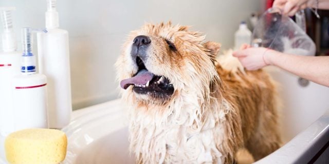 How to Groom a Dog - The Largest FREE Course for Beginners (All-in-One) featured image