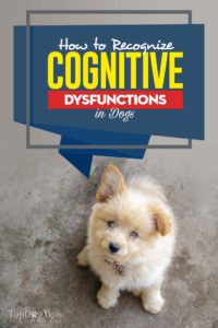 How to Recognize Dogs Cognitive Dysfunctions