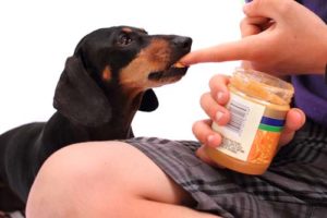 Is peanut butter bad for dogs