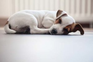 Jack Russel Puppy Sleeping on the Floor