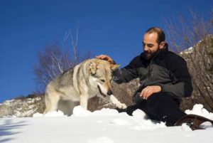 Man playing with Czechoslovakian wolf dog