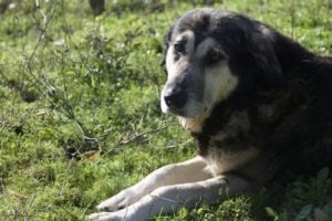 Estrela Mountain Dog