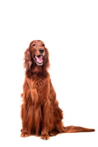 Irish Setter