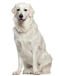 Kuvasz