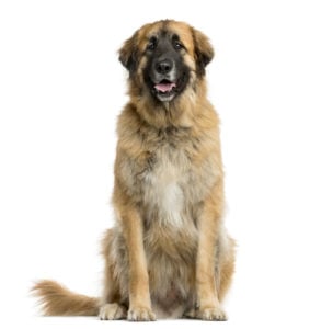 Leonberger