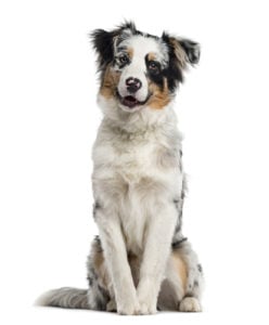 Australian Shepherd Manly Dog Breeds