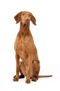 Vizsla