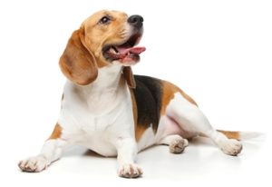 Beagle Manly Dog Breeds