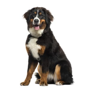 Bernese Mountain Dog Manly Dog Breeds