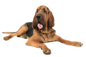 Bloodhound