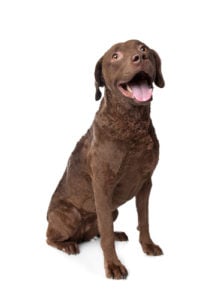 Chesapeake Bay Retriever