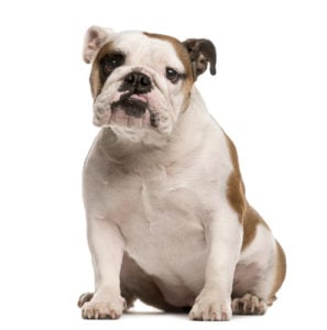 English Bulldog