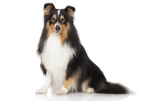 Shetland Sheepdog